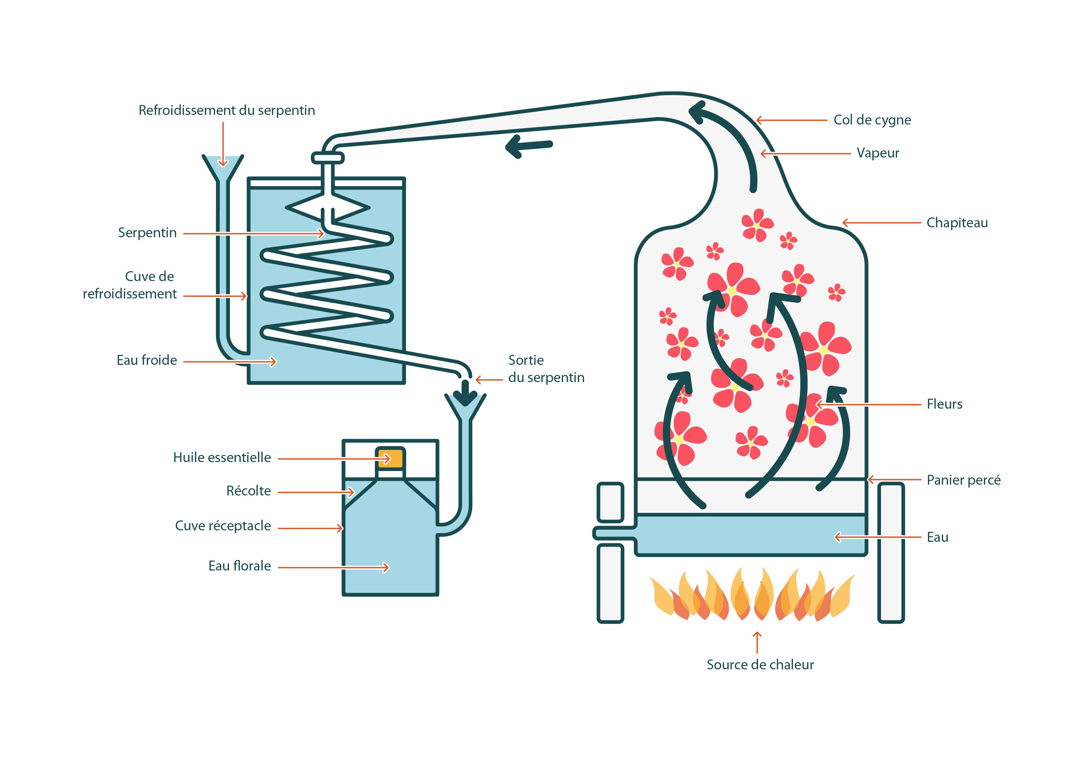 Processus de production d'une huile essentielle - Setalmaa