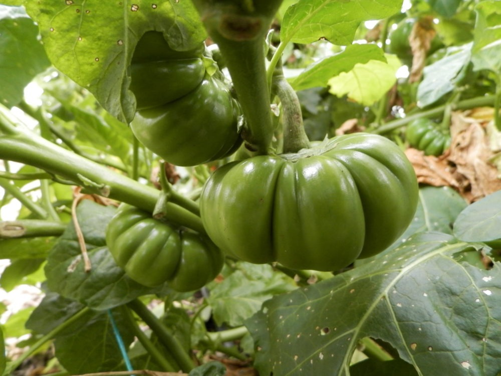 Légumes et fruits d'Afrique pour une belle peau
