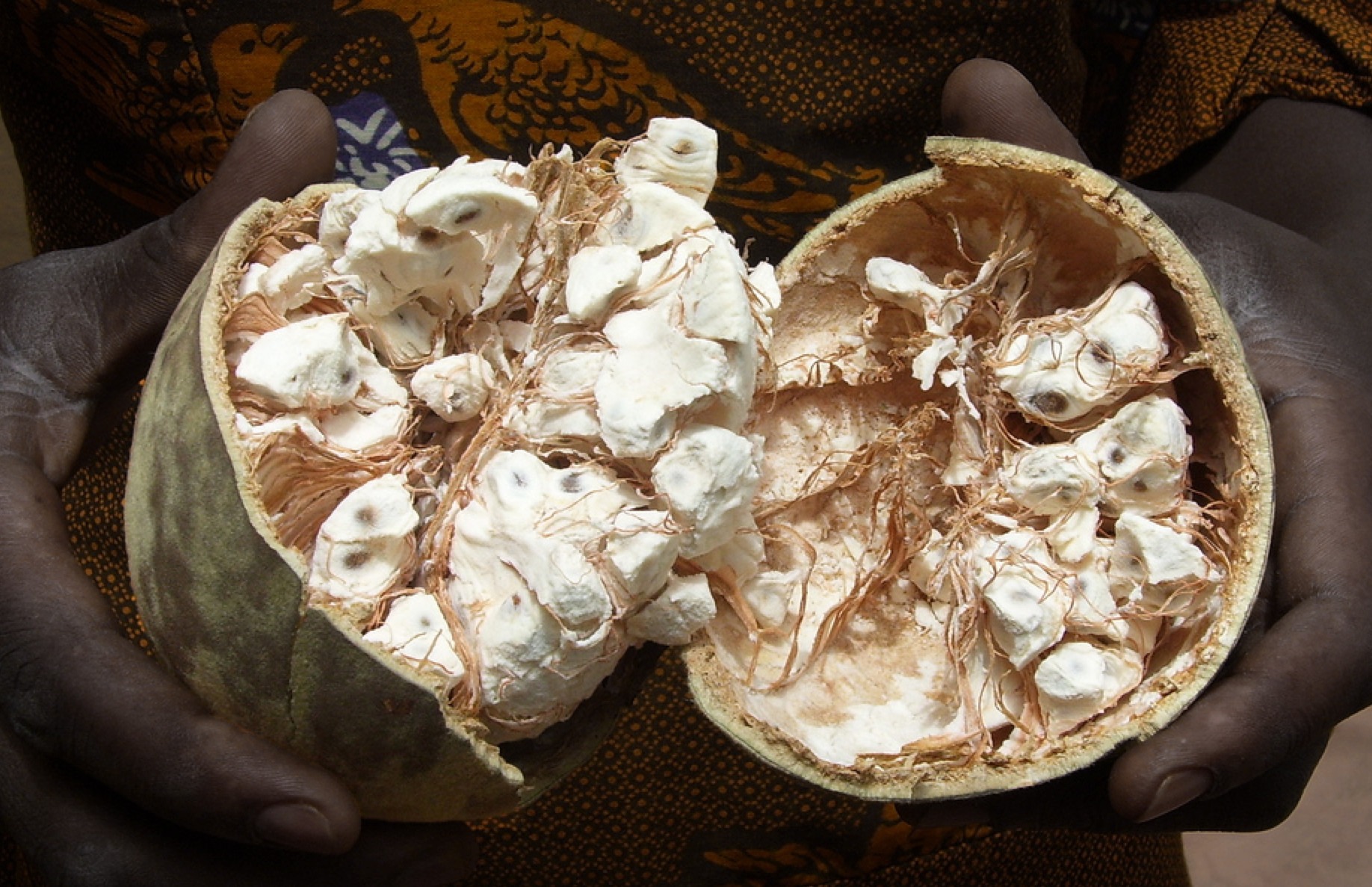 ressources naturelles- baobab-setalmaa