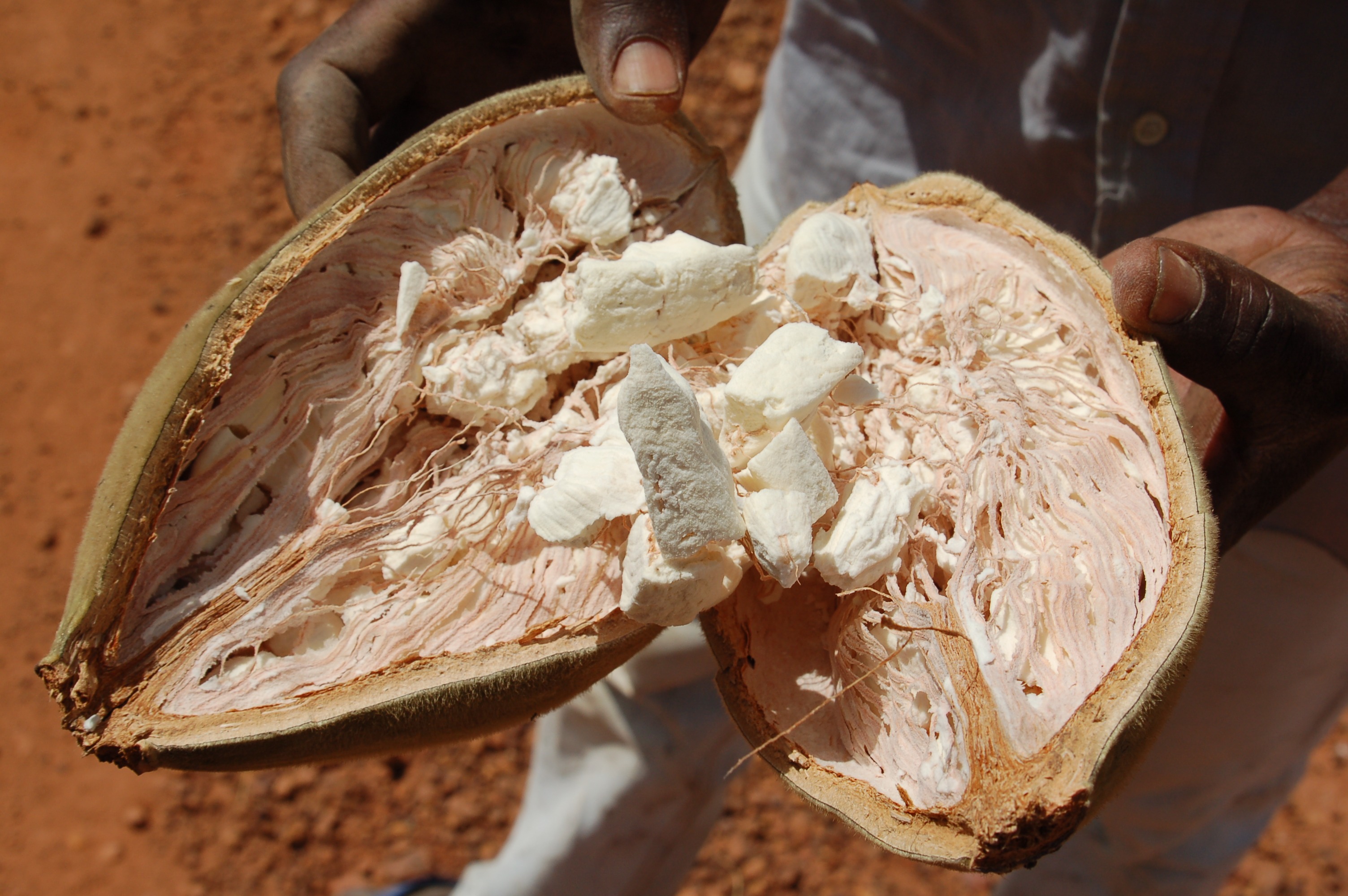 resssources naturelles- coeur du baobab