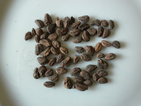graines-de-kigelia-actifs-beaute-naturels-sous-cotees