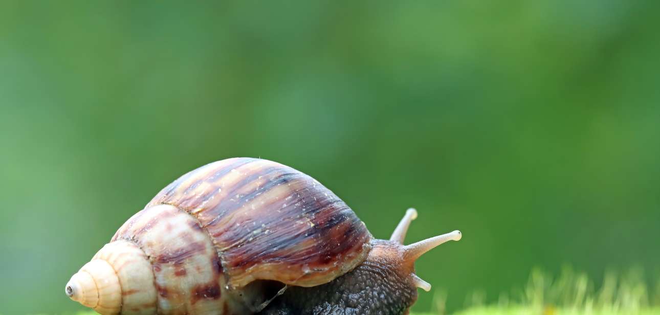 la bave d'escargot-banniere.