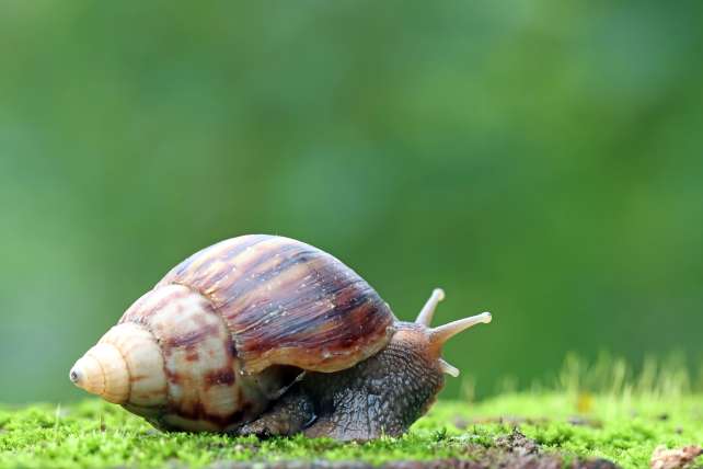 la bave d'escargot-banniere.