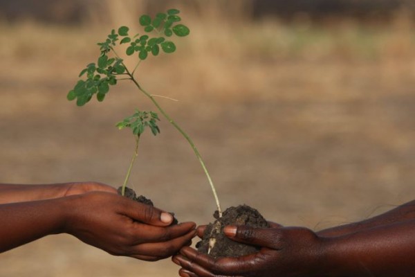 moringa, l'arbre de vie